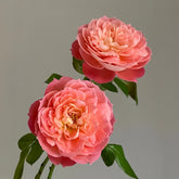 Queen of hearts Rose